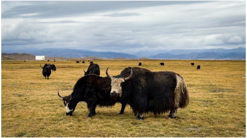 Two yaks grazing on the grassland