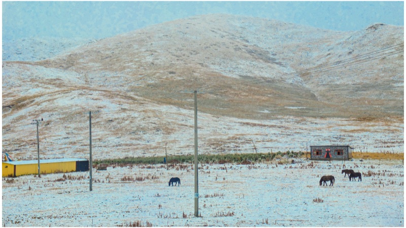 Horses grazing in fresh snow