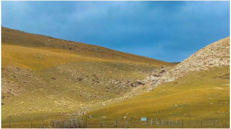 Maqu, Eastern Tibetan Plateau, October 2025
