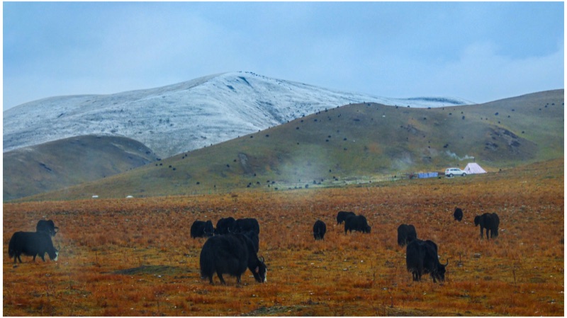 Maqu, Eastern Tibetan Plateau, October 2025