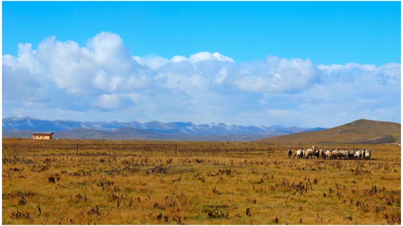Maqu, Eastern Tibetan Plateau, October 2025