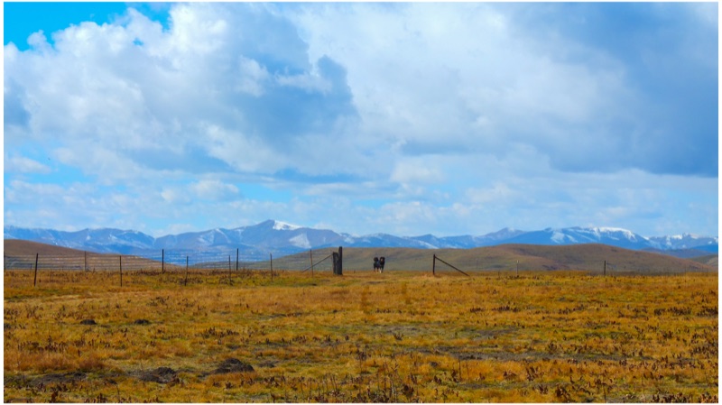 Maqu, Eastern Tibetan Plateau, October 2025