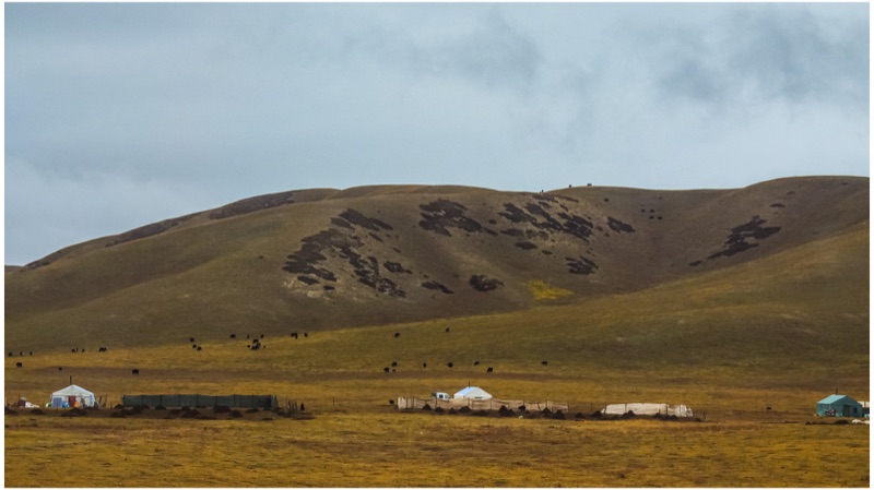 Maqu, Eastern Tibetan Plateau, October 2025