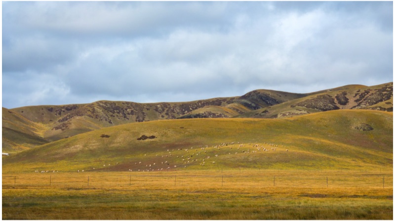 Maqu, Eastern Tibetan Plateau, October 2025